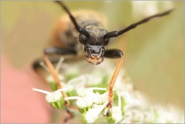 <p>TESAŘÍK OBECNÝ (Stictoleptura rubra) ---- /Red-brown Longhorn Beetle - Rothalsbock/</p>